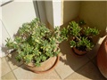 crasula